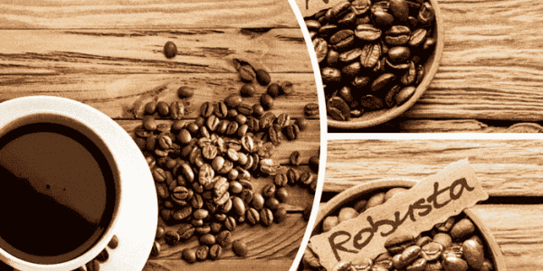 Арабика или робуста - в чем разница и что лучше ?