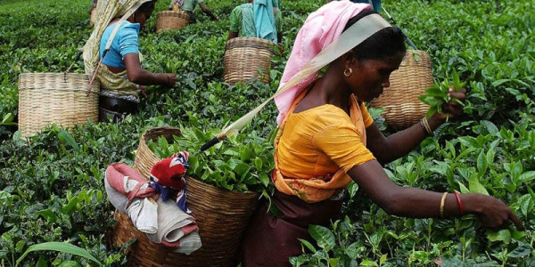 Индийский чай: сорта, виды, как правильно выбрать и заваривать