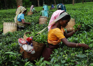 Индийский чай: сорта, виды, как правильно выбрать и заваривать