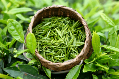 Китайский чай: особенности выращивания, виды и сорта, польза для здоровья