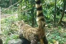 Самый дорогой кофе в мире - какой же ?