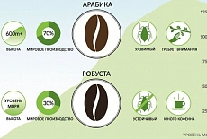 Арабика или робуста - в чем разница и что лучше ?